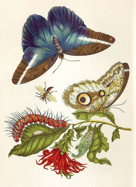 435px-Merian_Metamorphosis_LX