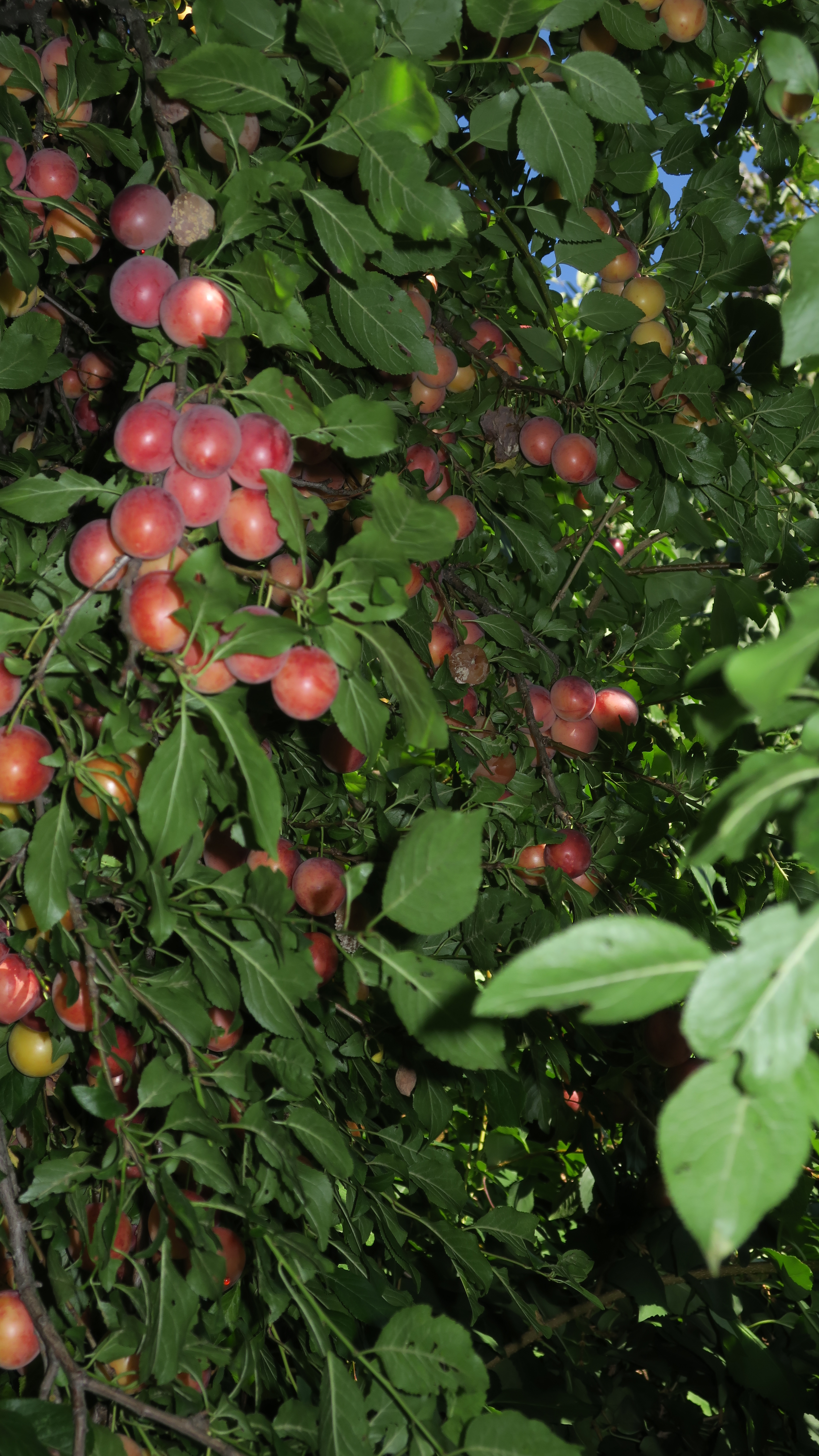 41CA5DE5-58BF-4A85-88D2-1C33D9703478