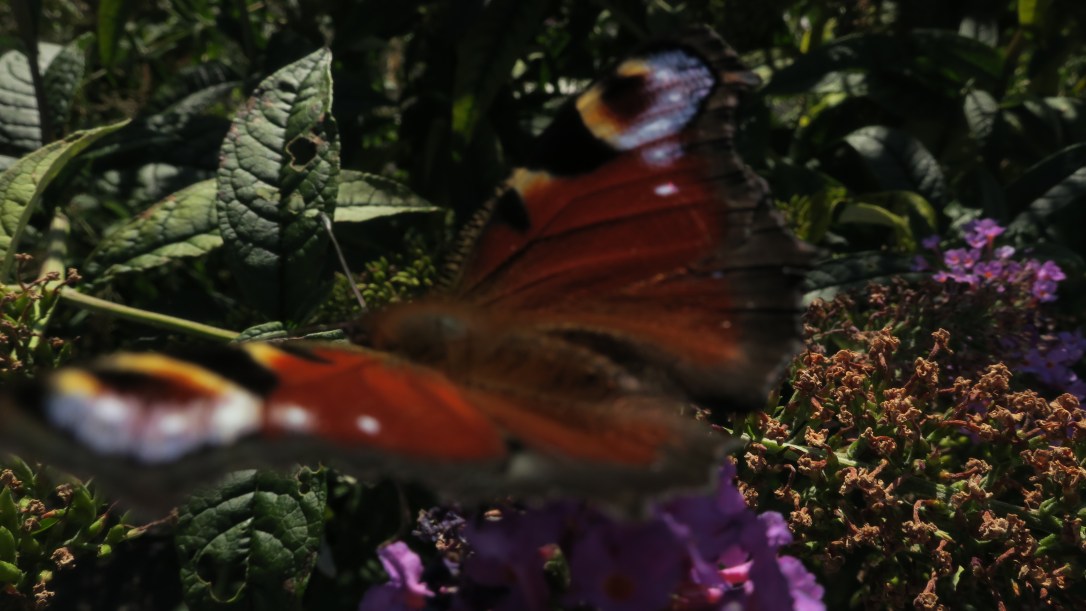 C5AEBF6E-614C-46BC-8AD3-605D2037243A